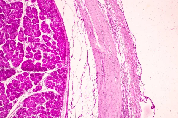Laboratuvarda mikroskop altında İnce bağırsak (Duodenum) ve Vermiform Apandisit İnsanı dokusu.