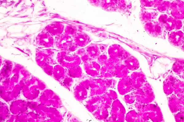 Laboratuvarda mikroskop altında İnce bağırsak (Duodenum) ve Vermiform Apandisit İnsanı dokusu.