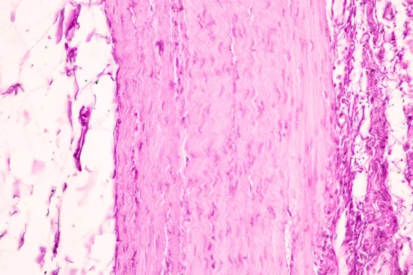 Tessuto Intestino Tenue Duodeno Appendice Vermiforme Umano Microscopio Laboratorio — Foto Stock