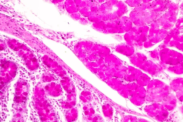 Laboratuvarda mikroskop altında İnce bağırsak (Duodenum) ve Vermiform Apandisit İnsanı dokusu.