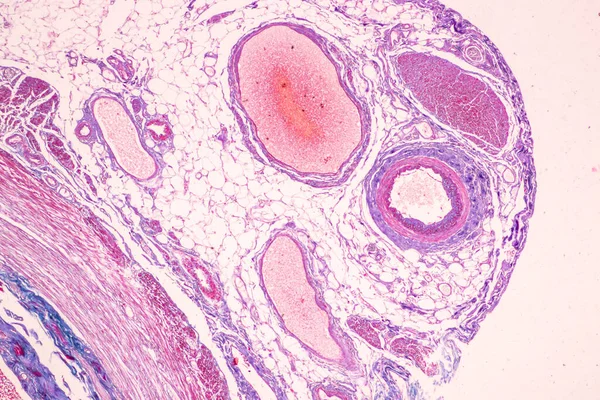 实验室显微镜下小肠组织 Duodenum 和畸形性阑尾的实验研究 — 图库照片