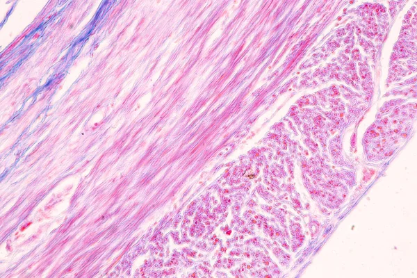 Tissue Small Intestine Duodenum Vermiform Appendix Human Microscope Lab — Stock Photo, Image