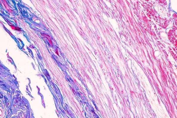 Tejido Intestino Delgado Duodeno Apéndice Vermiforme Humano Bajo Microscopio Laboratorio —  Fotos de Stock