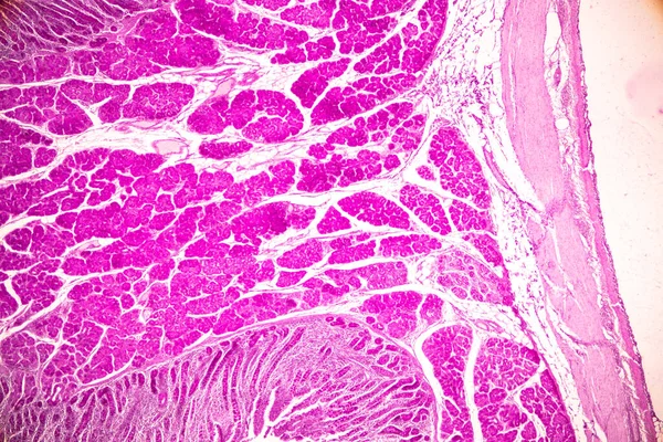 小腸の組織 十二指腸 とベルミフォーム虫垂研究室の顕微鏡下でヒト — ストック写真