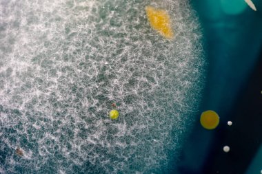 Özellikler ve Farklı şekilli Bakteri ve Küf Kolonisi mikrobiyoloji laboratuarındaki eğitim için toprak örneklerinden tarım plakalarında büyüyor..