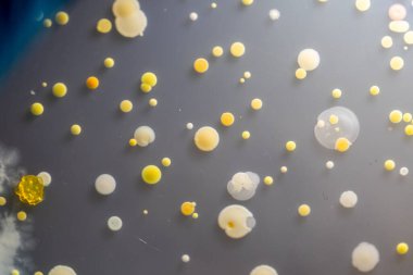 Özellikler ve Farklı şekilli Bakteri ve Küf Kolonisi mikrobiyoloji laboratuarındaki eğitim için toprak örneklerinden tarım plakalarında büyüyor..