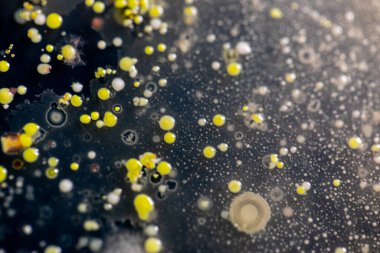 Özellikler ve Farklı şekilli Bakteri ve Küf Kolonisi mikrobiyoloji laboratuarındaki eğitim için toprak örneklerinden tarım plakalarında büyüyor..