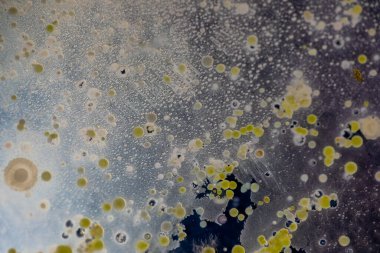 Özellikler ve Farklı şekilli Bakteri ve Küf Kolonisi mikrobiyoloji laboratuarındaki eğitim için toprak örneklerinden tarım plakalarında büyüyor..