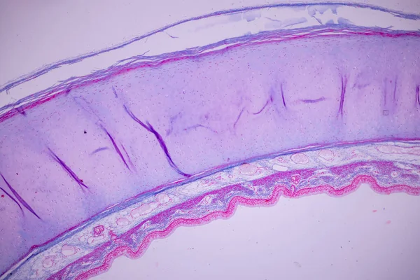 实验室显微镜下人的裂解上皮细胞 — 图库照片