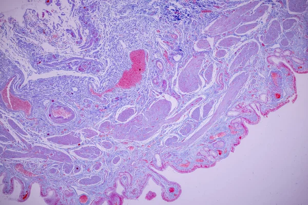 实验室显微镜下人体胆囊柱状上皮 — 图库照片
