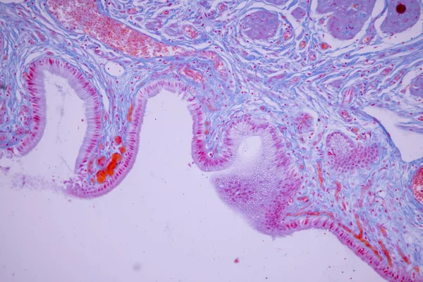 Epitelium Columnar Dari Kantung Empedu Manusia Bawah Mikroskop Lab — Stok Foto