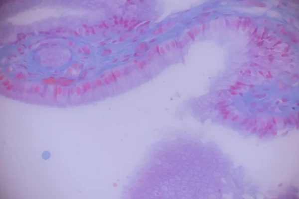 Epitelio Columnar Vesícula Biliar Humana Bajo Microscopio Lab —  Fotos de Stock