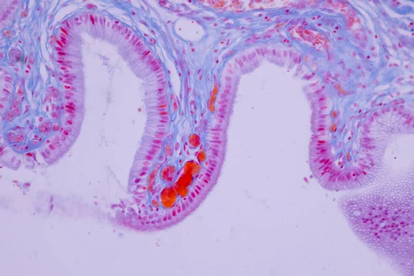 Columnar Epithelium Human Gall Bladder Microscope Lab — 스톡 사진