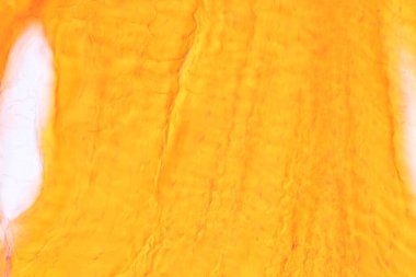 Laboratuvarda mikroskop altında insan kıkırdağı..