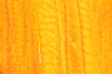 Laboratuvarda mikroskop altında insan kıkırdağı..