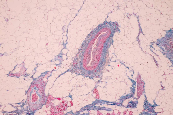 Cuoio Capelluto Follicoli Piliferi Umani Microscopio Laboratorio — Foto Stock