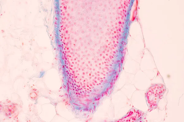 实验室显微镜下人体头皮和毛囊的研究 — 图库照片