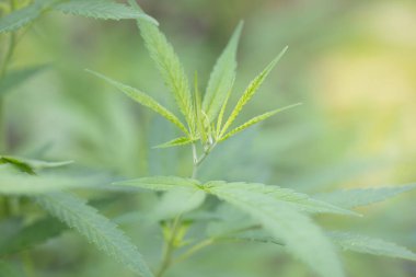 Background cannabis macro photo of marijuana bud under the microscope, Cannabis plant for study in laboratory.