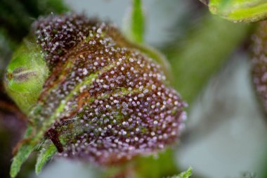 Background cannabis macro photo of marijuana bud under the microscope, Cannabis plant for study in laboratory.