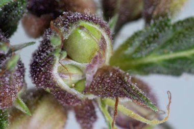 Background cannabis macro photo of marijuana bud under the microscope, Cannabis plant for study in laboratory.