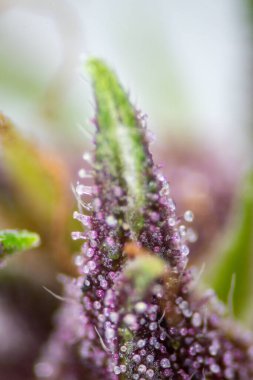 Background cannabis macro photo of marijuana bud under the microscope, Cannabis plant for study in laboratory.
