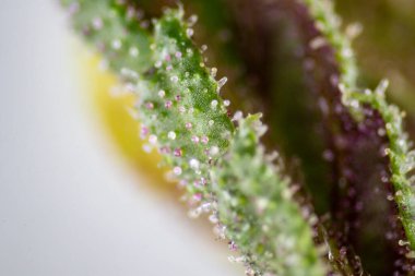 Background cannabis macro photo of marijuana bud under the microscope, Cannabis plant for study in laboratory.