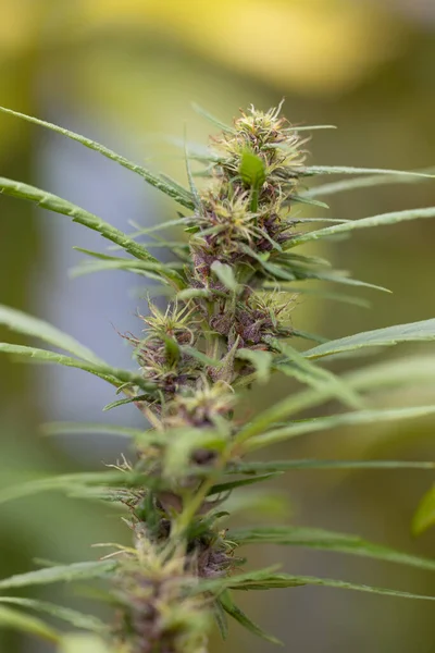 Background Cannabis Macro Photo Marijuana Bud Microscope Cannabis Plant Study — Foto Stock