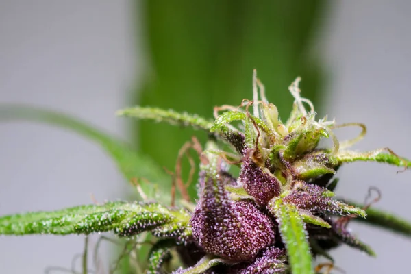 Background Cannabis Macro Photo Marijuana Bud Microscope Cannabis Plant Study — Stock Photo, Image
