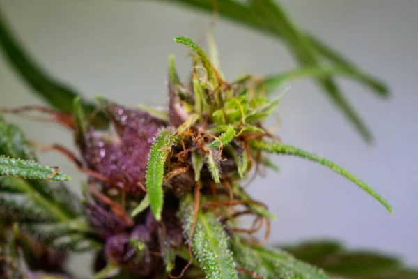 Background Cannabis Macro Photo Marijuana Bud Microscope Cannabis Plant Study — Stockfoto