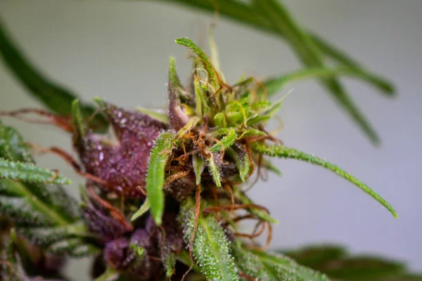 Background Cannabis Macro Photo Marijuana Bud Microscope Cannabis Plant Study — Zdjęcie stockowe