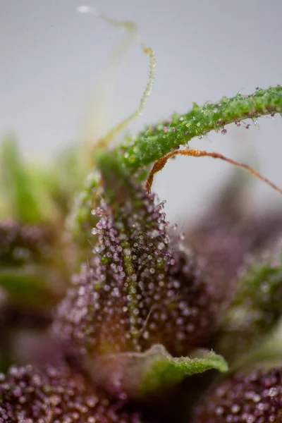 Background Cannabis Macro Photo Marijuana Bud Microscope Cannabis Plant Study — Zdjęcie stockowe