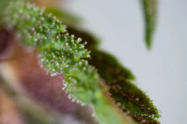 Background Cannabis Macro Photo Marijuana Bud Microscope Cannabis Plant Study — Zdjęcie stockowe