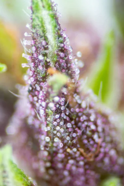 Background Cannabis Macro Photo Marijuana Bud Microscope Cannabis Plant Study — стоковое фото