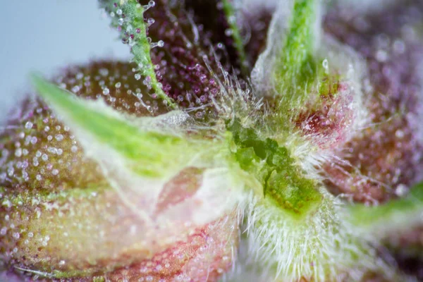 Background Cannabis Macro Photo Marijuana Bud Microscope Cannabis Plant Study — Zdjęcie stockowe