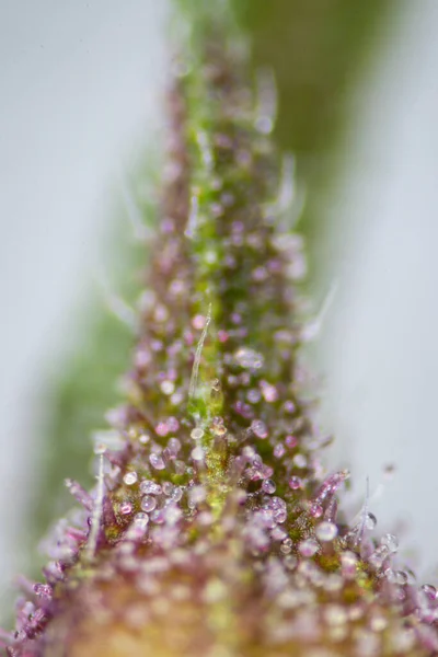 Background Cannabis Macro Photo Marijuana Bud Microscope Cannabis Plant Study — стоковое фото