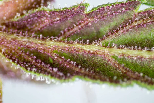 Background Cannabis Macro Photo Marijuana Bud Microscope Cannabis Plant Study — Foto de Stock