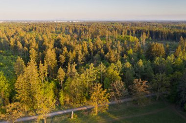 Arka planda Münih olan Perlacher Ormanı