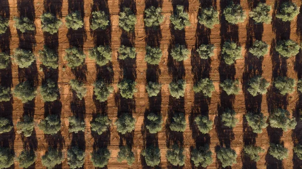 Antequera, Andalusia, İspanya yakınlarındaki zeytinyağı üretimi için bir zeytin ağacı çiftliğinin hava aracı görüntüsü. Yukarıdan görünen zeytin ağacı tarlası