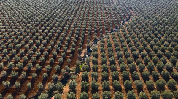 Widok Lotu Ptaka Plantację Drzew Oliwnych Produkcji Oliwy Oliwek Pobliżu — Zdjęcie stockowe