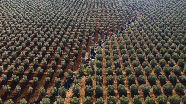 Antequera, Andalusia, İspanya yakınlarındaki zeytinyağı üretimi için bir zeytin ağacı çiftliğinin hava aracı görüntüsü. Yukarıdan görünen zeytin ağacı tarlası