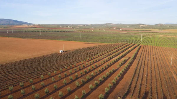 Widok Lotu Ptaka Plantację Drzew Oliwnych Produkcji Oliwy Oliwek Pobliżu — Zdjęcie stockowe