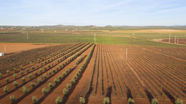 Antequera, Andalusia, İspanya yakınlarındaki zeytinyağı üretimi için bir zeytin ağacı çiftliğinin hava aracı görüntüsü. Yukarıdan görünen zeytin ağacı tarlası