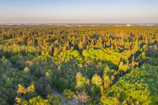 Aerial Drone View German Pine Tree Forest Munich — Stock Photo, Image