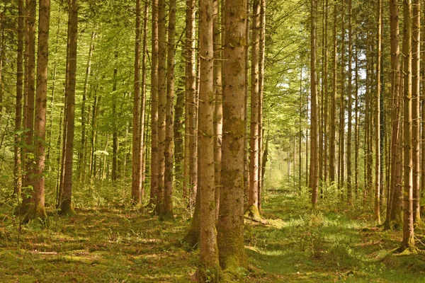 Чудесный Сосновый Лес Немецких Альпах — стоковое фото