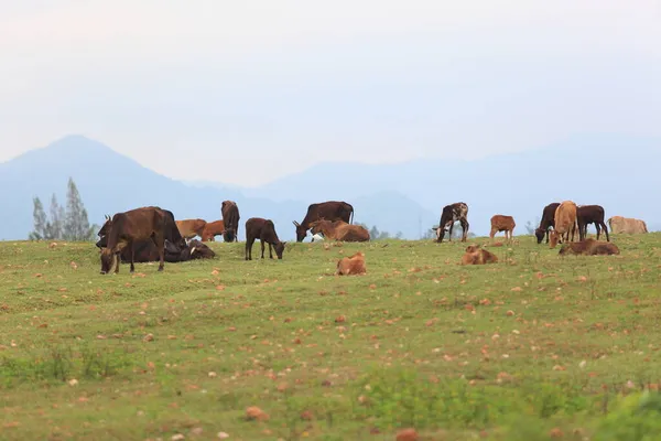 Коровы Пасутся Холодным Осенним Утром Лугу Уходя Горный Фон — стоковое фото