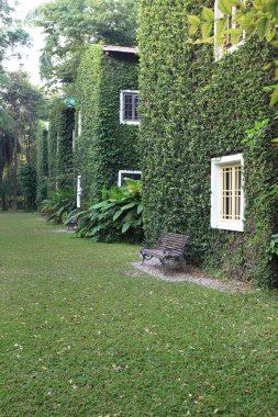 yeşil sarmaşıkla kaplı pencere, yeşil doğa arasında palto düğmeleri olan pencere.