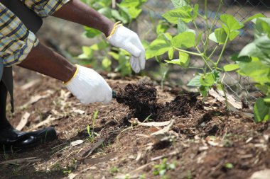 farmer plants tomato seedlings in an organic garden or farmer  analyze organic farm . can be use for agriculture smart farm business concept.