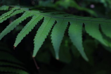 Yeşil yapraklı arka plan, doğal arka plan ve duvar kağıdı koyu yeşil. Karamsar hissediyorum.