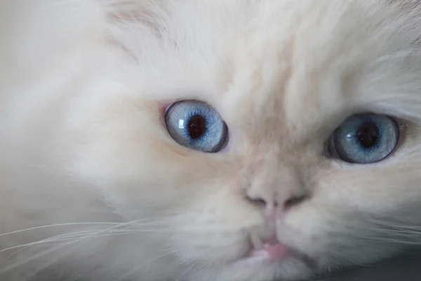 White Persian Cats Blue Eye — Stock Photo, Image