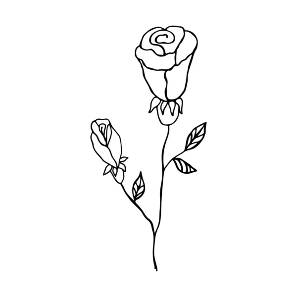 Раскрашенная роза. Ручной цветок — стоковый вектор